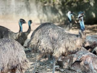 バンコクの中心でサファリドライブ！サファリワールド（Safari World）。