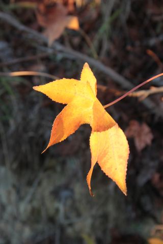 Autumn in Richmond which we Finding Peace in the Slow Pace