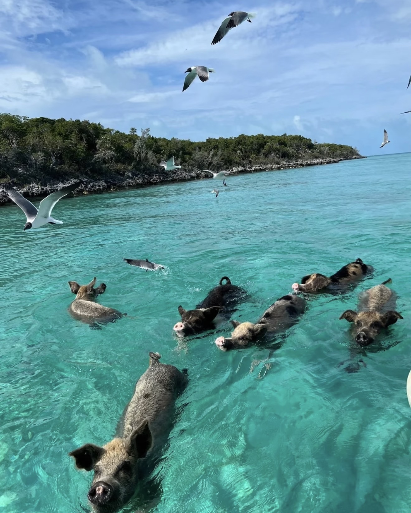 SWIMMING WITH PIGS IN THE CARIBBEAN. LIFE IS WILD🇧🇸🐷✨