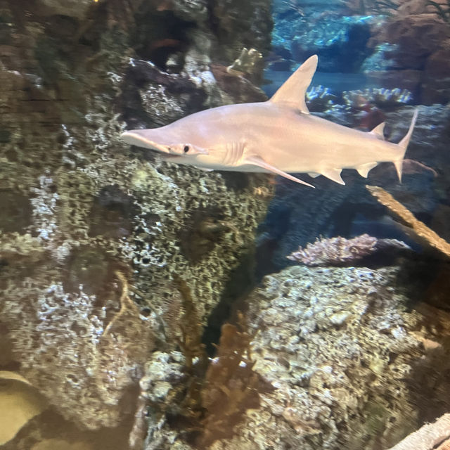 Christmas time at Mandalay Bay’s Shark Reef