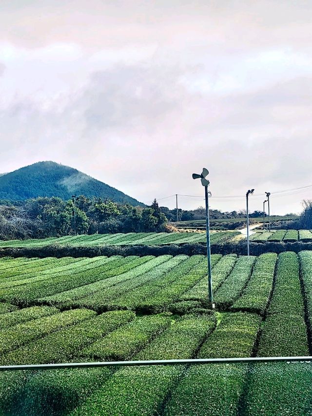 Innisfree Haven: Jeju's Green Retreat