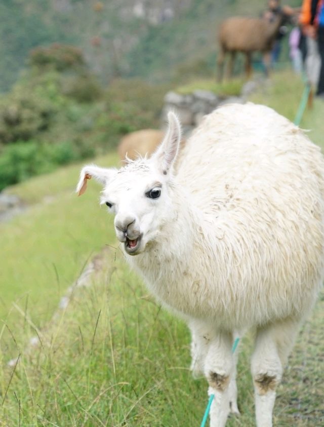 세계인들의 인생 여행지, 마추픽추! ⛰️
