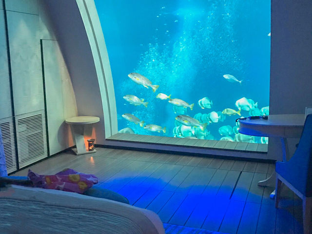 【水族館ホテル⁉︎】贅沢すぎる水族館ビュールームにステイ！