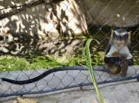 A Day of Fun at San Diego Zoo