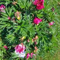 德國巴伐利亞6月芍藥季-免費參觀-Wiggensbach 小鎮賞花