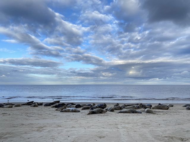 🌊🦭 Nature's Spectacle Along Norfolk's Coast