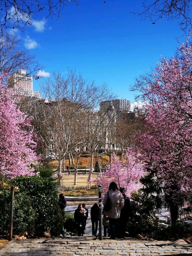 Blooms in Madrid: Cherry Delight