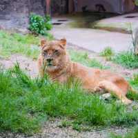 🦚天王寺動物園🦨巿中心欣賞200 多種動物不是夢🦓