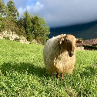 Somiedo Natural Park: A Wildlife Wonderland 🐻🌲🐄🐴