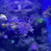 Malta National Aquarium: An Underwater Adventure 🌊🐠