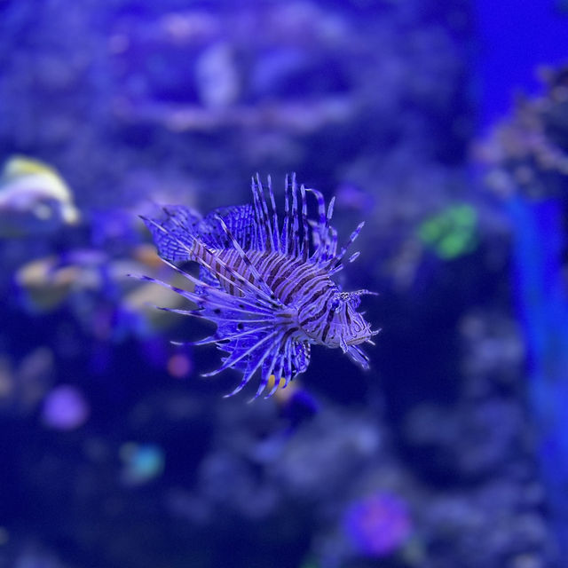 Malta National Aquarium: An Underwater Adventure 🌊🐠