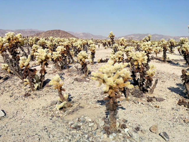 Joshua Tree National Park: A Desert Adventure Wonderland 🌵🎢