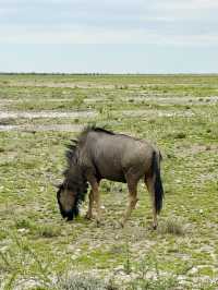 Salt Pan and Safari at Etosha National Park 🦓