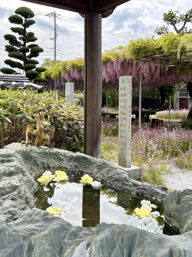 Wisteria Wonderland at Chofukuji Temple