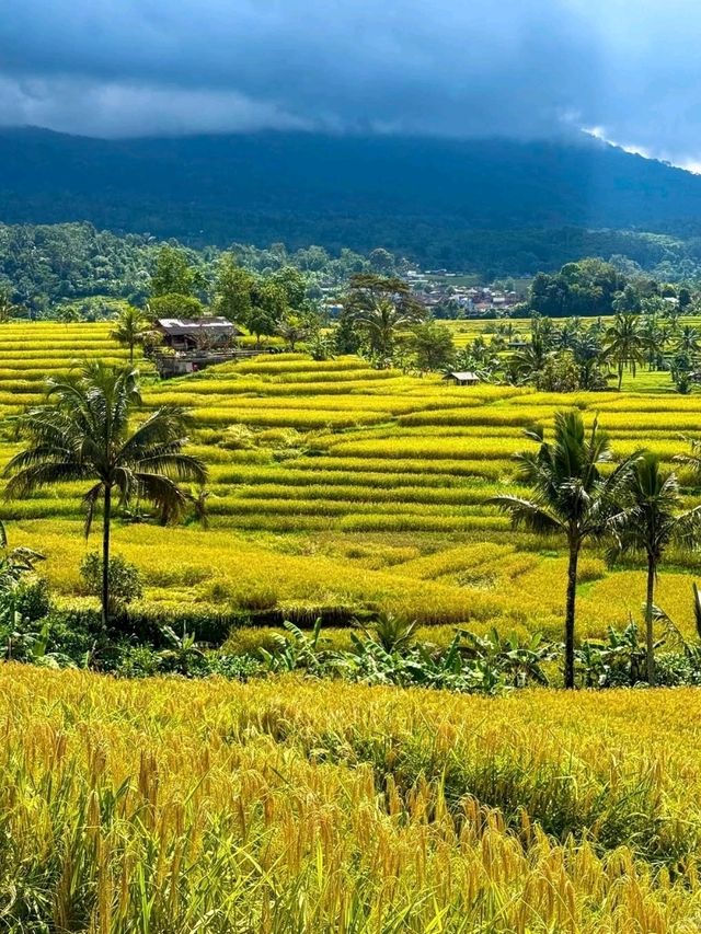 Jatiluwih Rice Terraces, Bali: A Peaceful Tapestry of Tradition and Nature