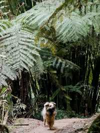 Step into a Prehistoric World: Suoluo Valley’s Jurassic Park Adventure!