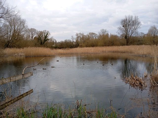 Magor Marsh and the Caldicot Levels 