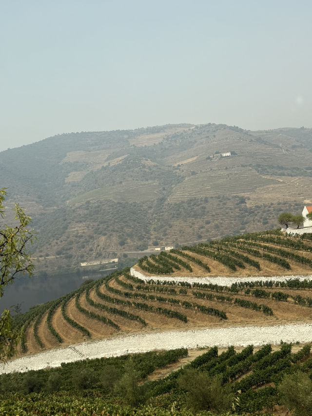 🍇Stunning Port Wine Tasting Trip to Douro Valley🍷 🍇Stunning Port Wine Tasting Trip to Douro Valley🍷
