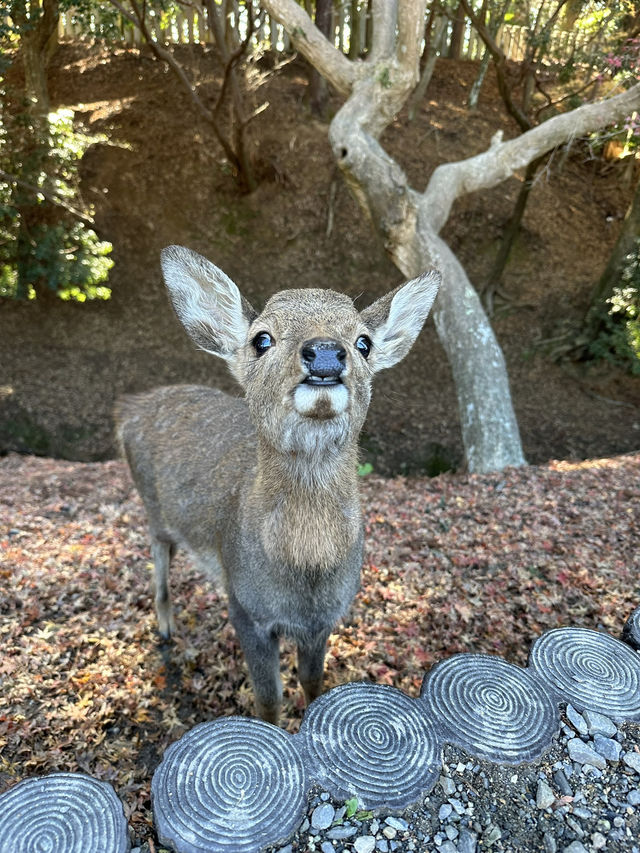 Nara’s ancient vibes meet jaw-dropping temples