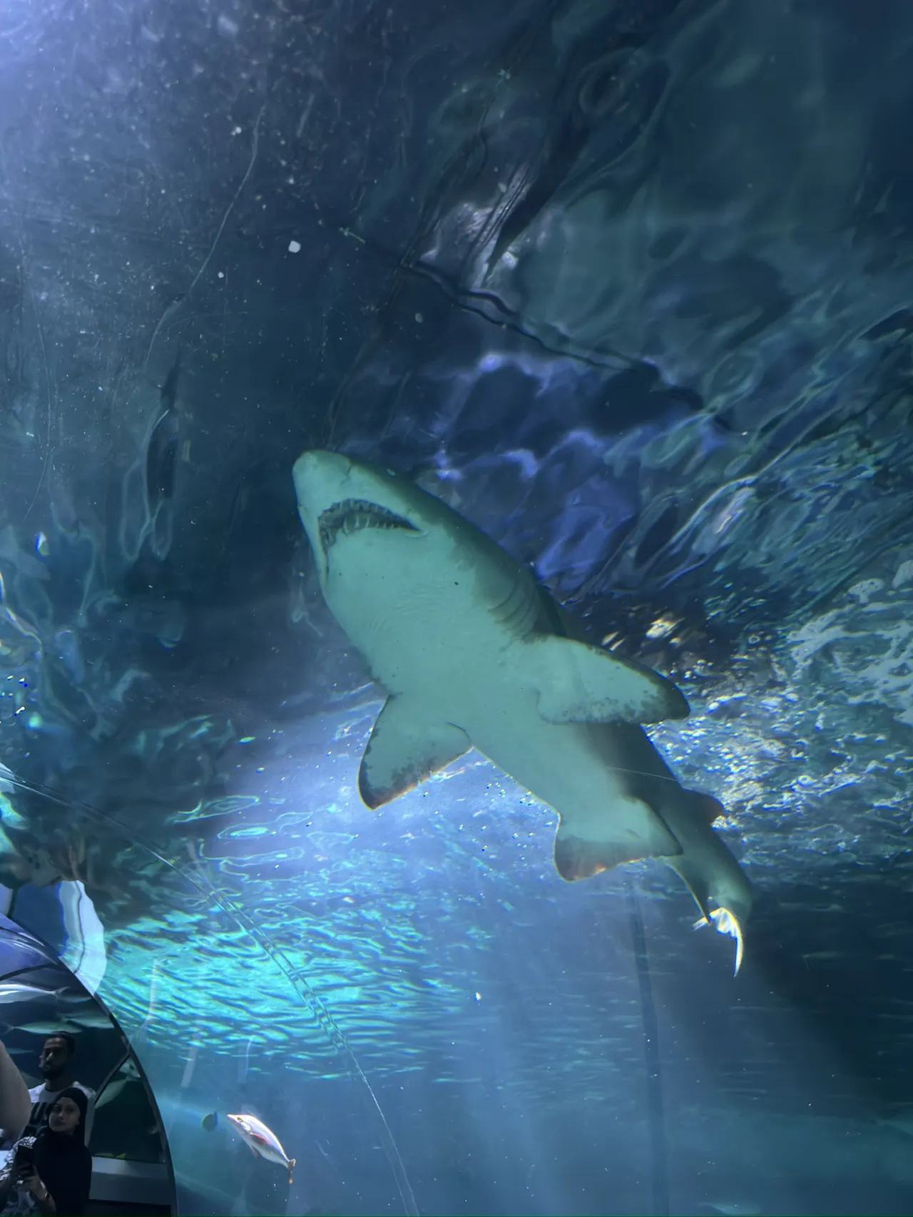 Sunshine Coast Aquarium is where you can get up close to some gentle sea creatures