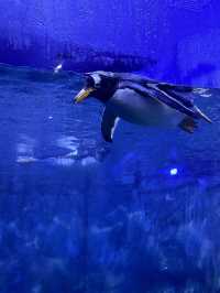 🐠 Istanbul Aquarium: what you’ll see, ticket prices & how to plan your visit 🇹🇷