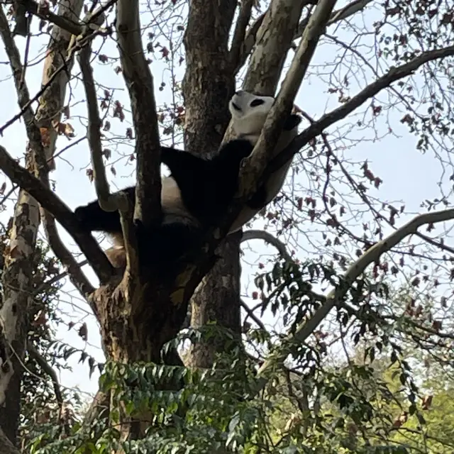 【中国成都・パンダ】木の上で寝てて落ちませんか？