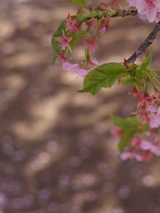 Sakura in full bloom at botanical gardens 