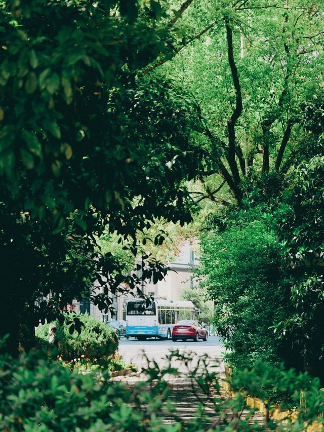 Springtime Nature in Shanghai🇨🇳♥️