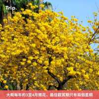 上環黃花鈴木花打卡攻略🌼