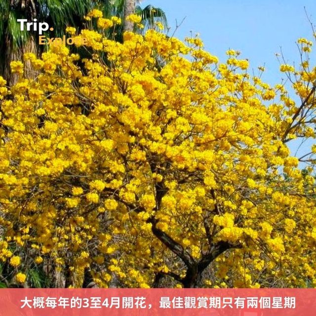 上環黃花鈴木花打卡攻略🌼 上環黃花鈴木花打卡攻略🌼