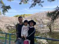 2019 Nagoya's cherry blossoms are in full bloom, as they say, even more beautiful than Kyoto.