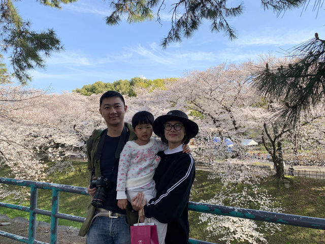 2019 Nagoya's cherry blossoms are in full bloom, as they say, even more beautiful than Kyoto.