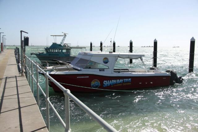 Release your laziness at a good place | Shark Bay