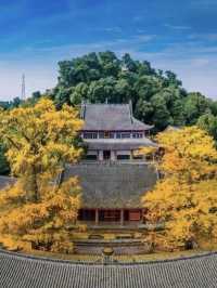 銀杏黃了｜成都周邊絕美賞景地