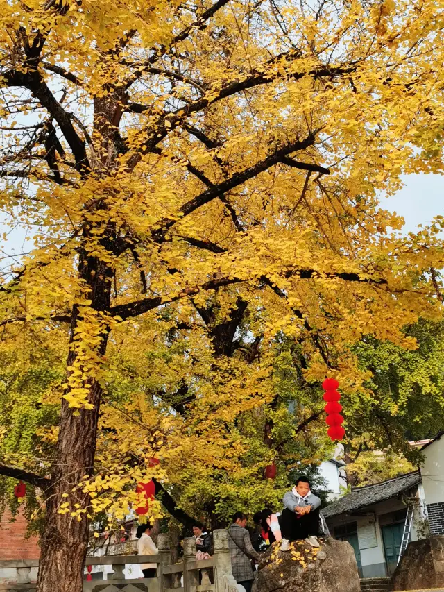 Two-day and one-night guide to see ginkgo in Xing'an County, Guilin