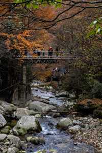 南江縣-米倉山景區