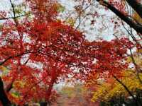 秋霞圃：一年之中，此時最紅！