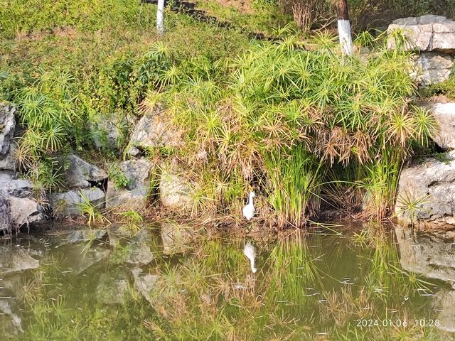 小寒節氣西山公園賞蠟梅