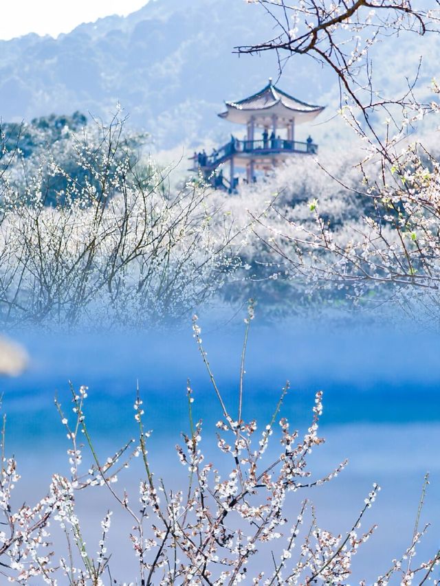 廣州的白色浪漫獨特“雪景” | 流溪香雪