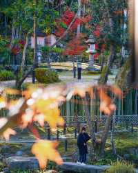 和奈良小鹿做鄰居，聽著鹿鳴泡溫泉