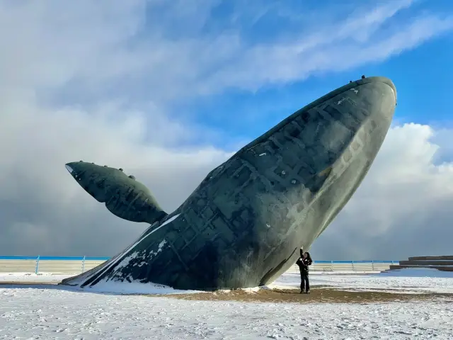 The Lonely Whale in Yantai｜The lonely whale is not lonely