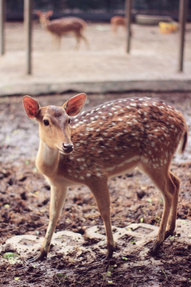 泰國遛孩子好去處 | 強烈推薦綠山動物園！