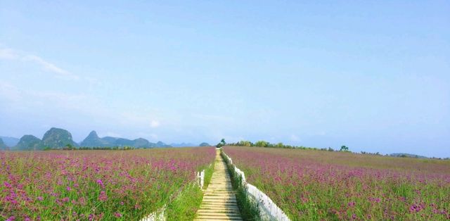 花的海洋，忻城薰衣草莊園！