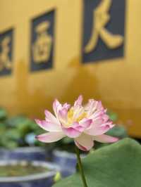 福至心靈