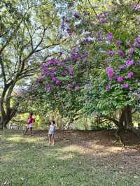 巴西聖保羅IBIRAPUERA公園必打卡