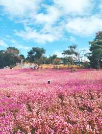 山海步道這個花海也太美了，愛死了