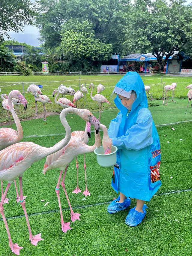 廣州長隆飛鳥樂園超詳細親子遊攻略