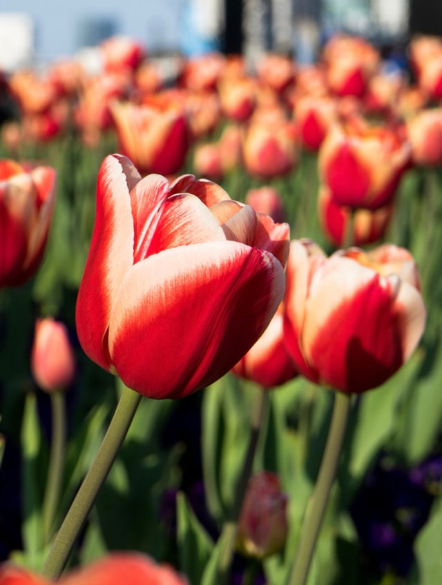 上海0元賞花地：徐匯中環綠廊的鬱金香花海