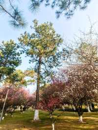 浙江義烏香雪報春園，松梅同框，清新雅致