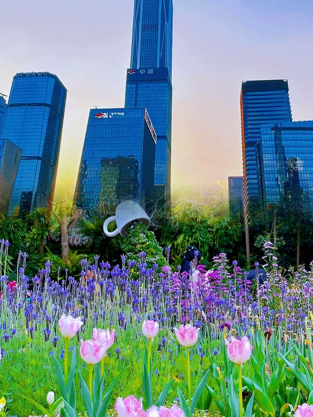 深圳旅遊，粉色花海瀑布盛開，仙湖植物園